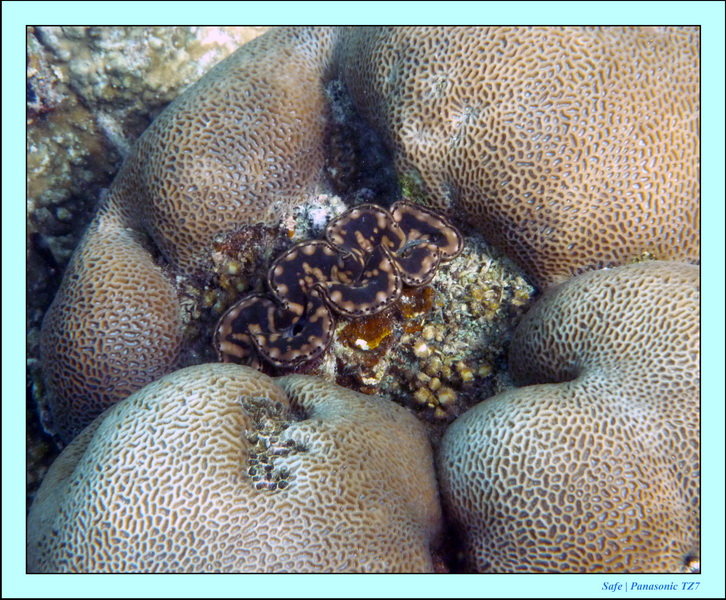 2009   07   Perhentians 034